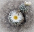 Gymnocactus viereckii var.major