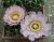 Gymnocalycium achiraense (Bluete)