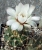 Gymnocalycium bayrianum