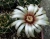 Gymnocalycium bicolor (Bluete)