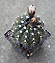Gymnocalycium bodenbenderianum