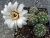 Gymnocalycium bruchii (Bluete)