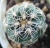 Gymnocalycium bruchii (junge Pflanze)