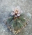 Gymnocalycium cardenasianum (Bluete)