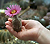 Gymnocalycium cardenasianum ebay