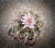 Gymnocalycium cardenasianum