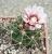 Gymnocalycium castellanosii