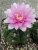 Gymnocalycium denudatum cv.Jan Suba