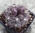 Gymnocalycium ferrari