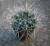 Gymnocalycium gibbosum