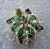Gymnocalycium griseopallidum