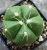 Gymnocalycium horstii