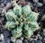 Gymnocalycium michanovichii var.filadelfiensie