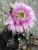 Gymnocalycium mihanovichii var.friedrichii
