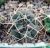 Gymnocalycium nidulans