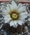 Gymnocalycium occultum (Bluete)