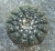 Gymnocalycium pseudoragonesii