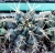 Gymnocalycium pungens (junge Pflanze)