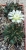 Gymnocalycium pungens