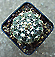 Gymnocalycium quehlianum var.albispinum