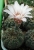 Gymnocalycium quehlianun