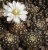 Gymnocalycium ragonesii L472