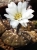 Gymnocalycium ragonesii