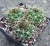 Gymnocalycium ritteri