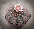 Gymnocalycium spegazzini