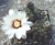 Gymnocalycium stellatum var.minimum (Bluete)