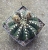 Gymnocalycium triacanthum