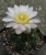 Gymnocalycium uruguayense