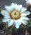 Gymnocalycium vatteri (Bluete)