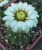 Gymnocalycium vatteri 1 Dorn (Bluete)