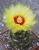 Hamatocactus setispinus