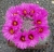 Krainzia (Mammillaria) guelzowiana (Bluete)