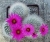Krainzia (Mammillaria) guelzowiana