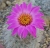 Kranzia (Mammillaria) guelzowiana (Bluete)