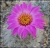 Kranzia (Mammillaria) guelzowiana