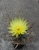 Leuchtenbergia principis (Bluete)