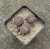 Lithops sp.1
