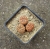 Lithops sp.2