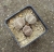 Lithops sp.4
