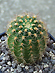 Lobivia winteriana