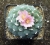 Lophophora decipiens