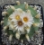 Lophophora diffusa (Bluete)