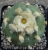 Lophophora diffusa 3