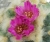 Lophophora jourdaniana (Bluete)