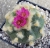 Lophophora jourdaniana