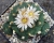 Lophophora koehresii
